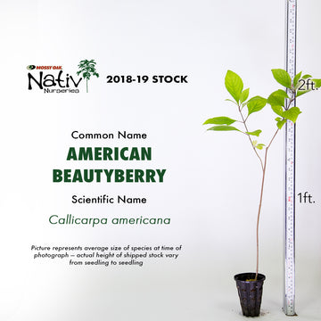image of American Beautyberry showcasing height over 2 foot.